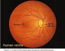 Structura interna a retinei